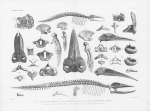 Van Beneden & Gervais (1880, plaat 12 & 13)