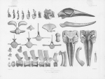 Van Beneden & Gervais (1880, plaat 14 & 15)
