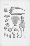 Van Beneden & Gervais (1880, plaat 3)