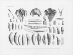 Van Beneden & Gervais (1880, plaat 20)