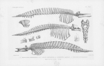Van Beneden & Gervais (1880, plaat 22)