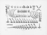Van Beneden & Gervais (1880, plaat 23)