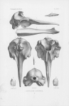Van Beneden & Gervais (1880, plaat 24)