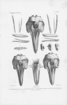 Van Beneden & Gervais (1880, plaat 34)