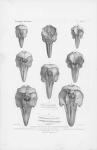Van Beneden & Gervais (1880, plaat 36)