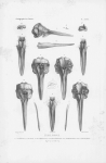 Van Beneden & Gervais (1880, plaat 39)