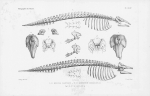 Van Beneden & Gervais (1880, plaat 44)