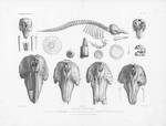 Van Beneden & Gervais (1880, pl. 45) Van Beneden & Gervais (1880, pl. 45)