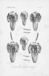 Van Beneden & Gervais (1880, plaat 47)