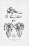 Van Beneden & Gervais (1880, pl. 48) Van Beneden & Gervais (1880, pl. 48)