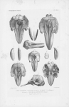 Van Beneden & Gervais (1880, pl. 49) Van Beneden & Gervais (1880, pl. 49)
