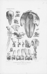 Van Beneden & Gervais (1880, pl. 51) Van Beneden & Gervais (1880, pl. 51)