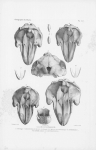 Van Beneden & Gervais (1880, pl. 52) Van Beneden & Gervais (1880, pl. 52)