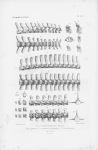Van Beneden & Gervais (1880, pl. 53) Van Beneden & Gervais (1880, pl. 53)