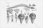 Van Beneden & Gervais (1880, pl. 54) Van Beneden & Gervais (1880, pl. 54)