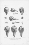 Van Beneden & Gervais (1880, plaat 56)