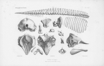 Van Beneden & Gervais (1880, plaat 61)