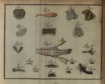 Sellius (1733, tabula 2 – kleur)