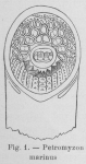 Gilson (1921, figuur 1)