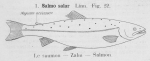 Salmoniformes