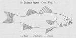 Gilson (1921, figuur 31)