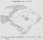 Zeiformes