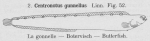 Gilson (1921, figuur 52)