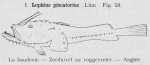 Gilson (1921, fig. 58) Gilson (1921, fig. 58)