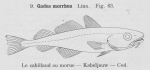 Gilson (1921, figuur 63)