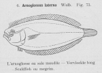 Gilson (1921, fig. 73) Gilson (1921, fig. 73)