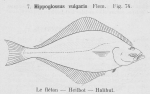 Gilson (1921, fig. 74) Gilson (1921, fig. 74)
