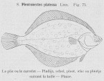 Gilson (1921, fig. 75) Gilson (1921, fig. 75)
