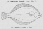 Gilson (1921, fig. 77) Gilson (1921, fig. 77)