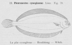 Gilson (1921, fig. 79) Gilson (1921, fig. 79)