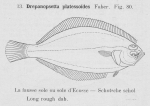 Gilson (1921, fig. 80) Gilson (1921, fig. 80)