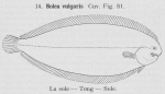 Gilson (1921, figuur 81)