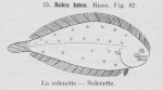 Gilson (1921, fig. 82) Gilson (1921, fig. 82)