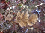 Bugula turbinata Bugula turbinata