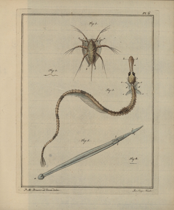 Slabber (1778, pl. 06) Slabber (1778, pl. 06)
