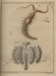 Slabber (1778, plaat 7)
