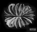 Desmophyllum dianthus (Esper, 1794), oblique calicular view