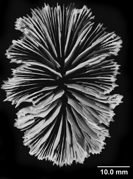 Desmophyllum dianthus (forma capense), calicular view