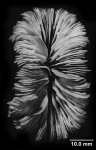 Desmophyllum dianthus (forma ingens), calicular view