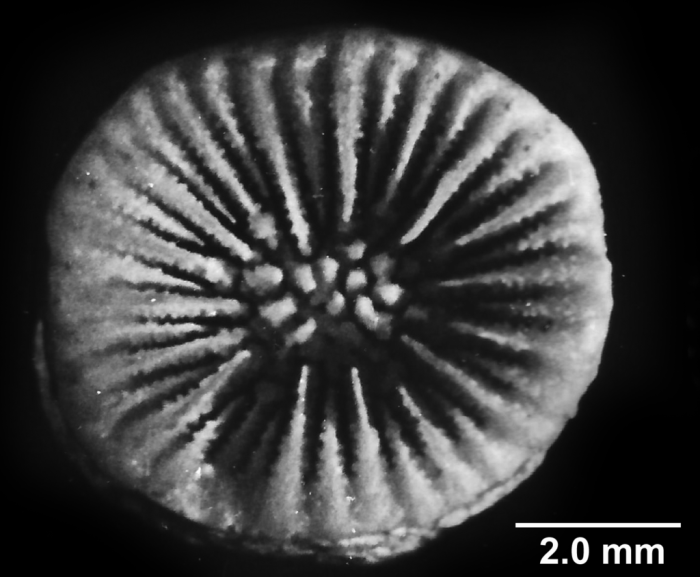 Concentrotheca laevigata (Pourtal�s, 1871), calicular view.