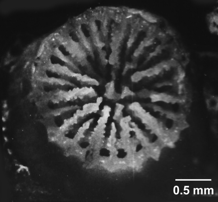 Concentrotheca laevigata (Pourtal�s, 1871), calicular view of very young specimen with concentric theca visible in calice.