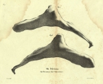 Mammalia