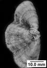 Dasmosmilia lymani (Pourtalès, 1871), three partial fused coralla.