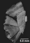 Dasmosmilia lymani (Pourtalès, 1871), a parent fragment with 4 buds.
