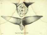 Dubar (1828, pl. 12) Dubar (1828, pl. 12)