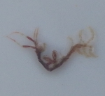 Caprellidae, (2023, Fig.1)
